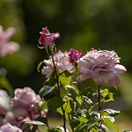 Garden 펜션 *